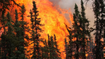 Disastrous Alaskan wildfires could permanently alter forest composition