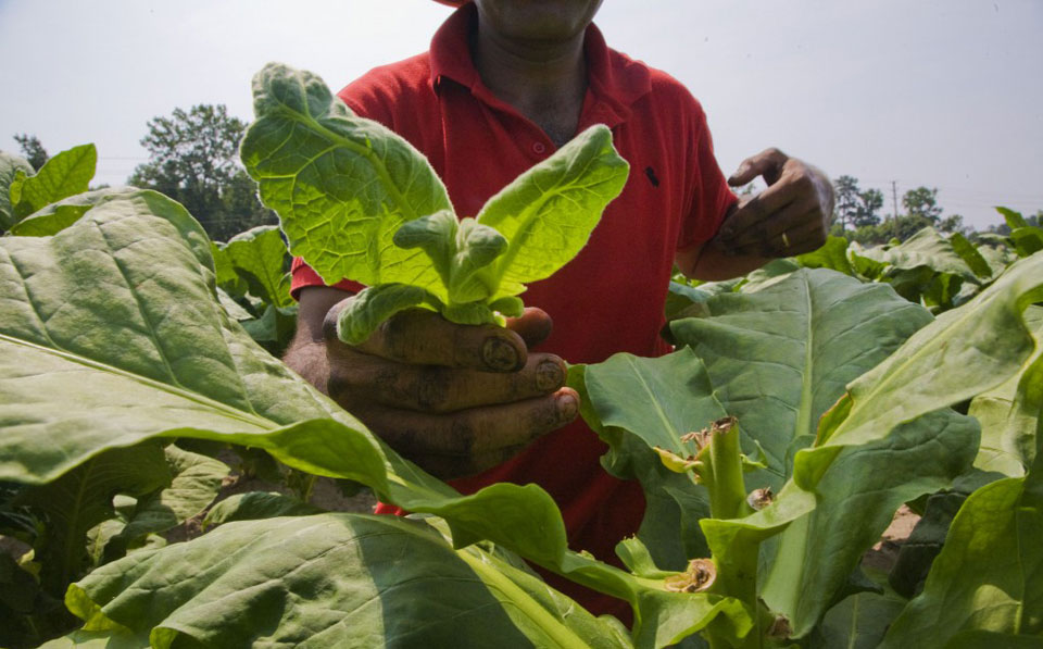 Another day, another Trump attack – this time on farm workers