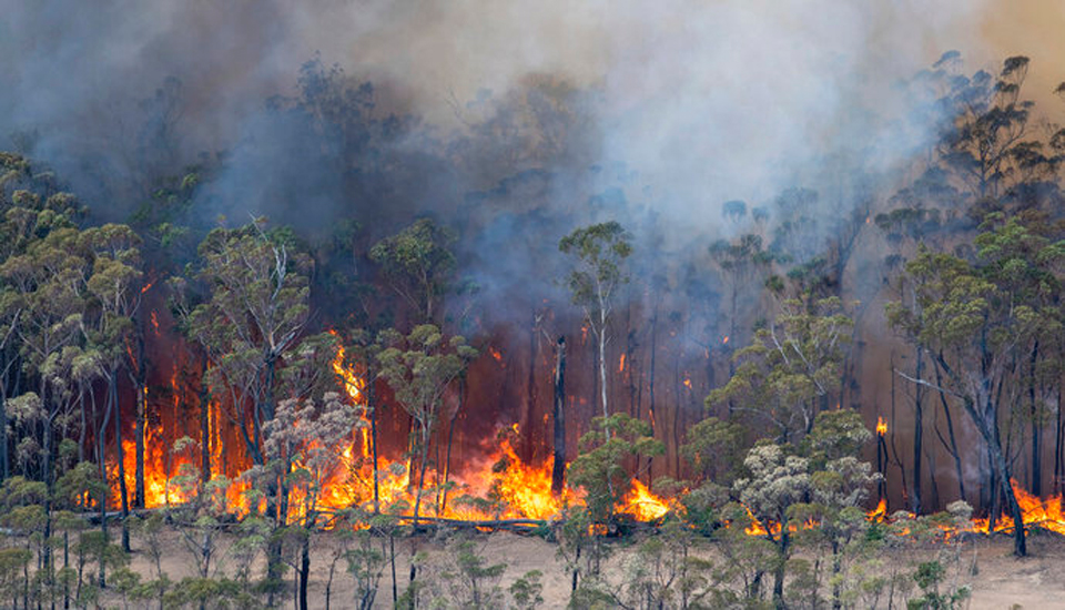Half a billion animals may have been killed by Australia fires