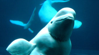 Belugas dying off in Alaska – oil, gas operations likely to blame