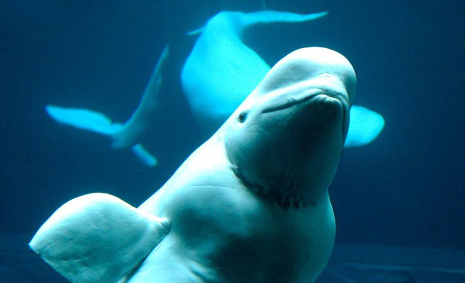 Belugas dying off in Alaska – oil, gas operations likely to blame