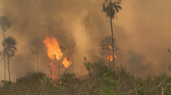 Scientists form panel in attempt to save Amazon rainforest