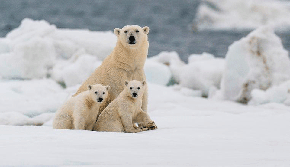Due to climate change, polar bears could be nearly extinct by 2100