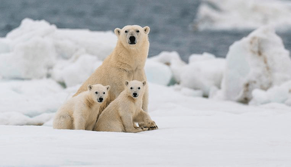 International Polar Bear Day 2023: When Will Polar Bears Go Extinct?