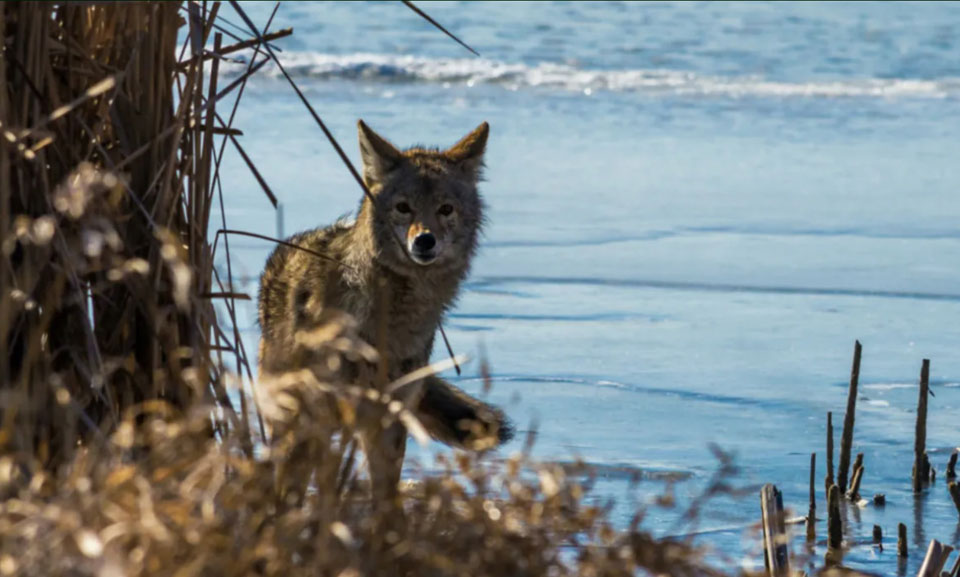 Trump’s USDA sued over mass killing of native wildlife