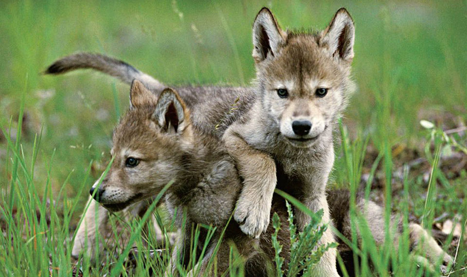 Days before election, Trump removes endangered species protections for gray wolves