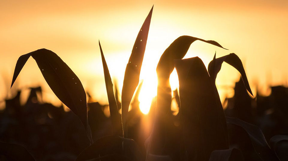 Farm Aid statement on agriculture in the Biden/Harris Administration