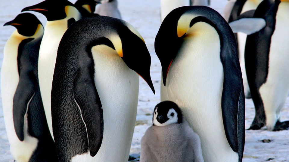 COVID hits Antarctica, scientists extremely concerned for its wildlife