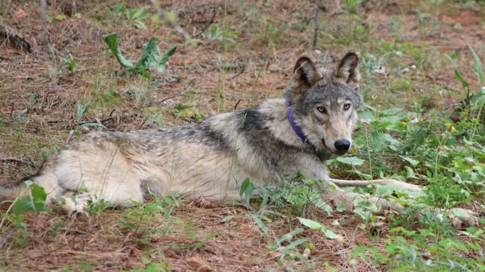 Oregon wolf makes historic journey to California, raising conservation hopes