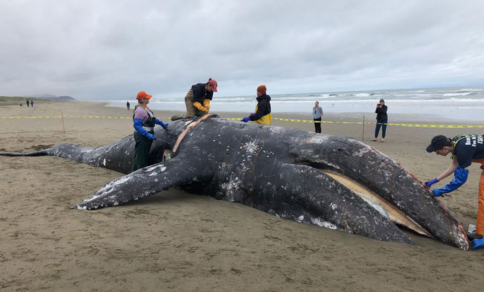 Four gray whales wash up dead near San Francisco