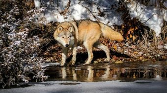 Detengamos la matanza de los lobos