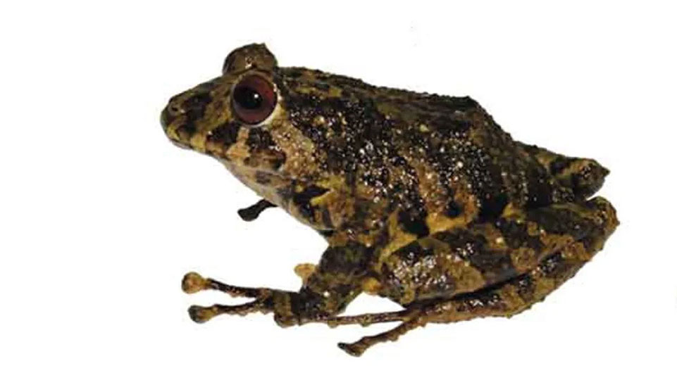 Unique Ecuadorian frog discovered, named after Led Zeppelin