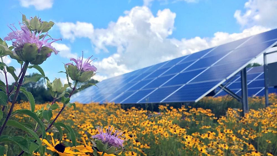 Will big solar installations help foster biodiversity?