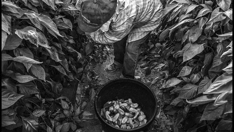 In 114-degree heat farmworkers are still at work