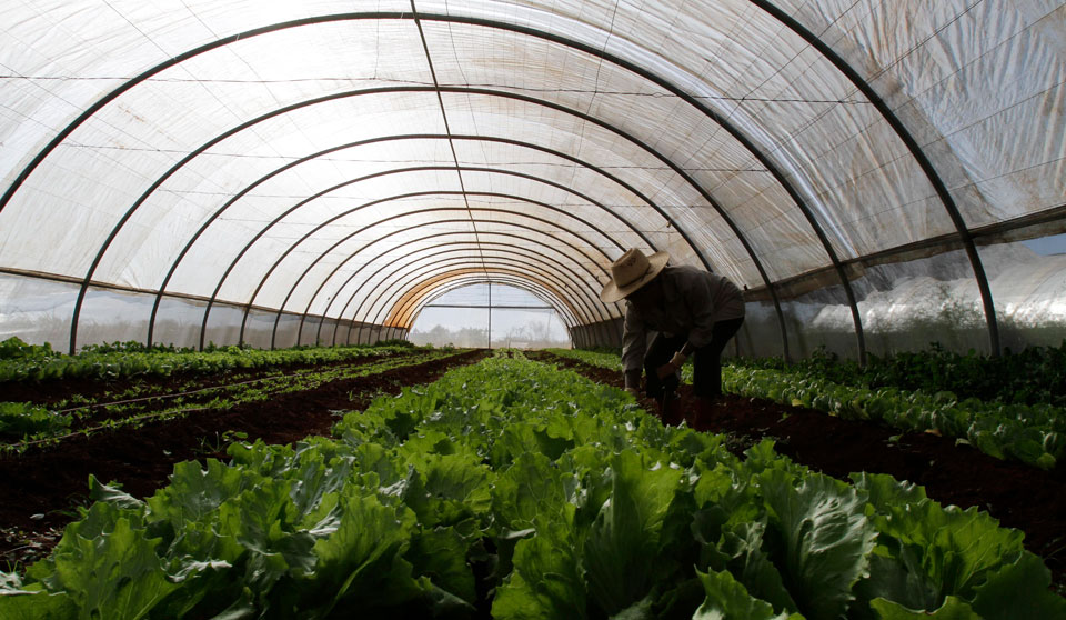 Farm solidarity: Lessons to learn from Cuba’s regenerative agriculture