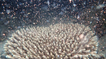 Surprise coral spawning is sign of hope for Great Barrier Reef