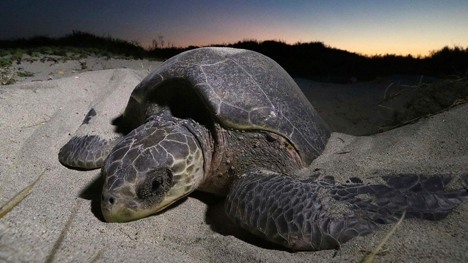 Mexico’s Supreme Court votes to protect Veracruz Reef from port expansion