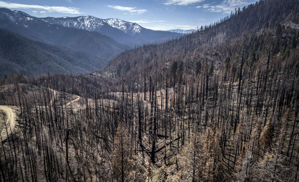 Even small rise in temperature could ravage North American forests, study finds