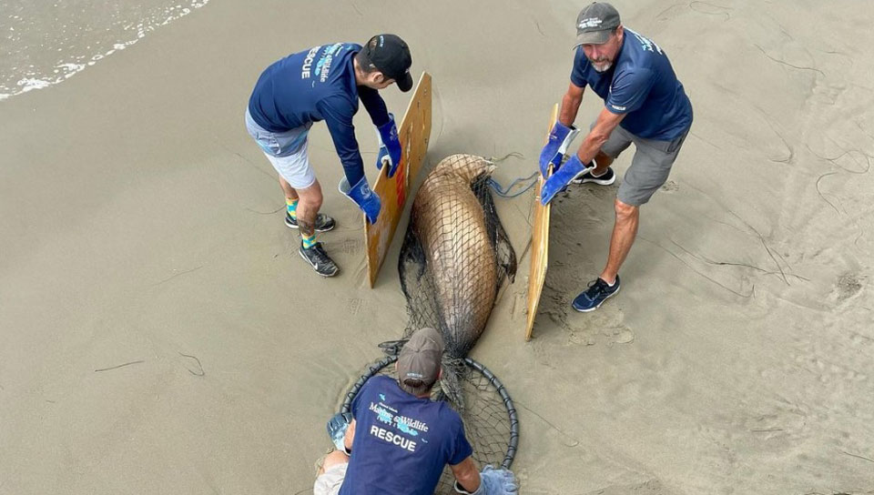 California sea lions stricken by toxic red tide crisis