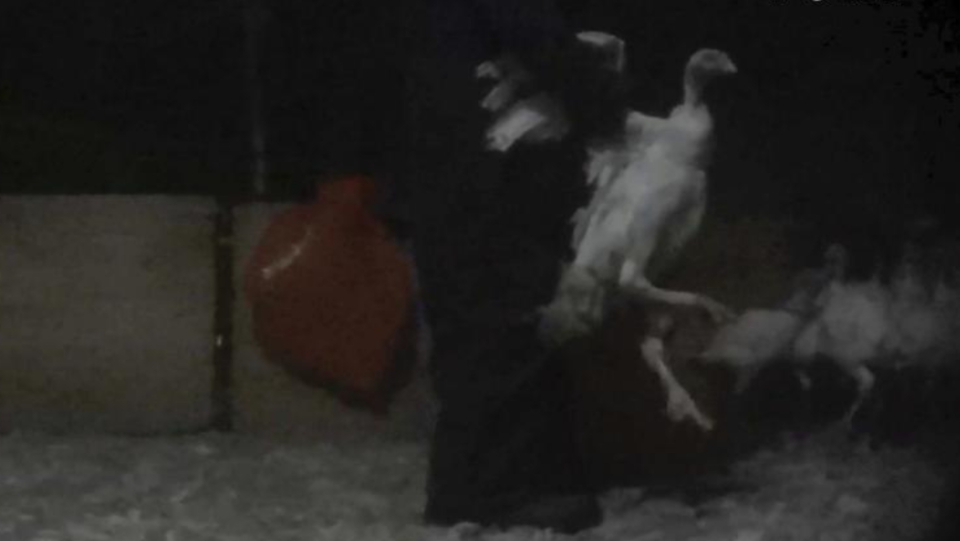 With Thanksgiving on the horizon, Pennsylvania turkey producer charged