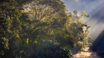 La mejor manera de salvar los bosques es reconocer legalmente las tierras indígenas