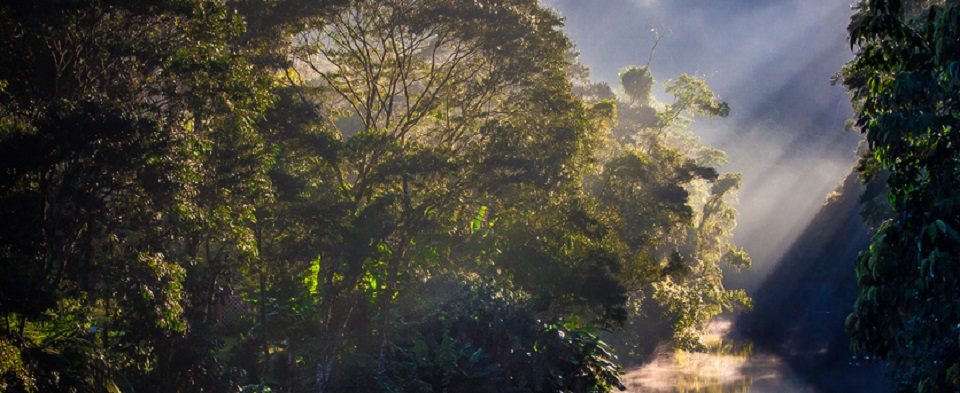 La mejor manera de salvar los bosques es reconocer legalmente las tierras indígenas