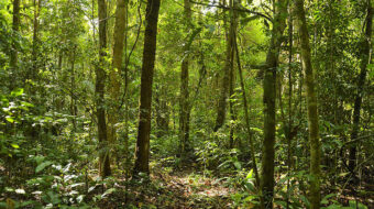 La recuperación de los bosques puede compensar solo una cuarta parte de la deforestación tropical