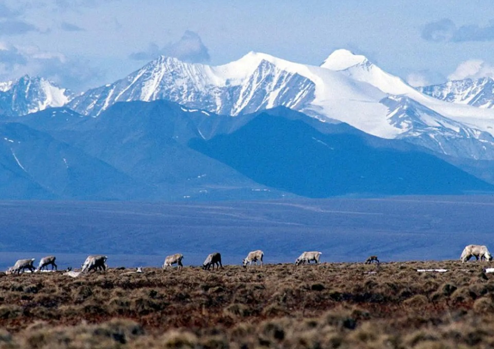 Biden admin nixes oil, gas leases in Arctic National Wildlife Refuge