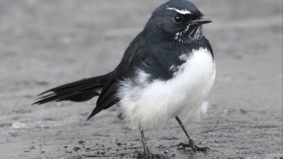 Birds of prey face global decline from habitat loss, poisons
