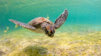 Pollution puts threatened sea turtle reproduction in danger