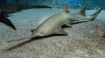 After bizarre sawfish behavior, NOAA issues emergency rescue of critically endangered species