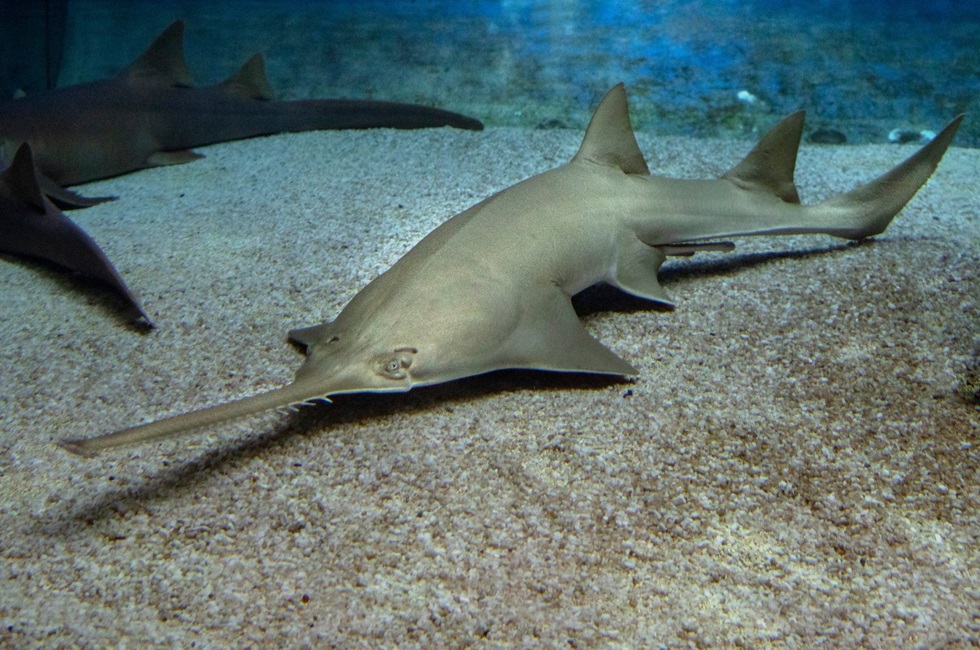 After bizarre sawfish behavior, NOAA issues emergency rescue of critically endangered species