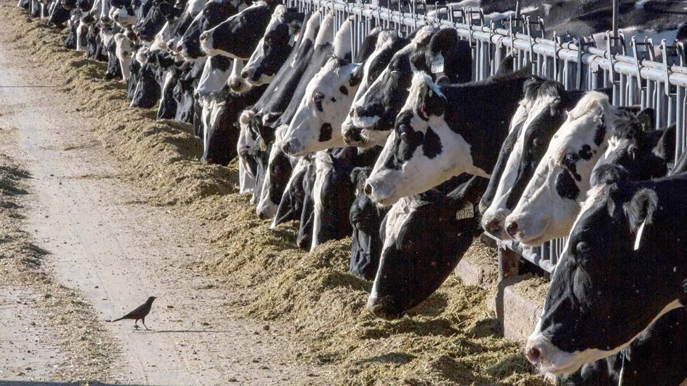 Could the avian flu become the next pandemic in the United States?