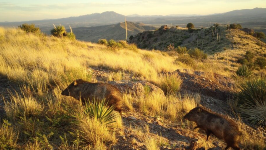 New section of Trump’s border wall will threaten wildlife in Arizona’s ...